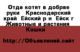 Отда котят в добрве руки - Краснодарский край, Ейский р-н, Ейск г. Животные и растения » Кошки   